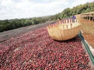 Ferme de café en éthiopie - Bombe