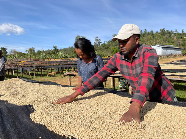 producteur de café en Éthiopie - Yrgacheffe