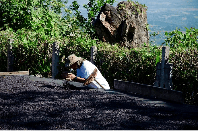 Ferme de cafés de spécialité du Salvador - Mauricio Salaverria