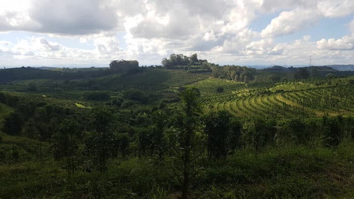 Ferme de café au Brésil Parazinho